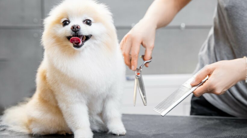 Professional groomer cut hair with scissors and clipper little smile dog pomeranian spitz